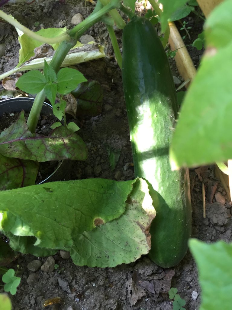 Mature cucumber growing in the garden - how to grow cucumbers